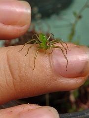 Lyssomanes bitaeniatus