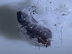 Peckhamia picata
