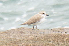 Charadrius dealbatus