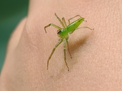 Lyssomanes bitaeniatus