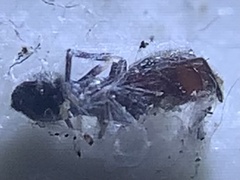Peckhamia picata