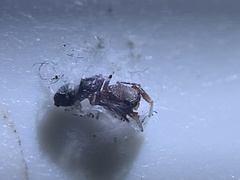 Peckhamia picata