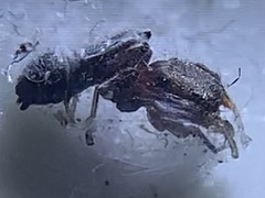 Peckhamia picata