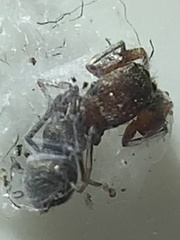 Peckhamia picata