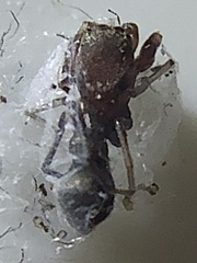 Peckhamia picata