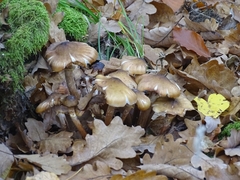 Armillaria cepistipes
