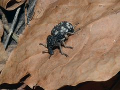 Brachycerus