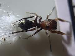 Peckhamia picata