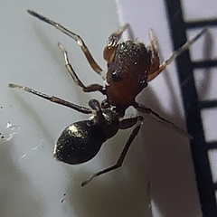 Peckhamia picata