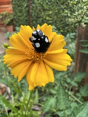 Mausoleopsis amabilis