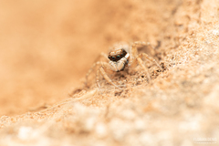 Menemerus semilimbatus