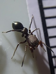 Peckhamia picata