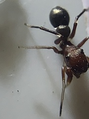Peckhamia picata