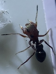 Peckhamia picata