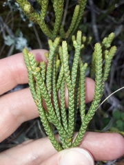 Veronica lycopodioides
