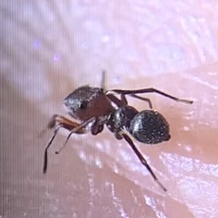 Peckhamia picata
