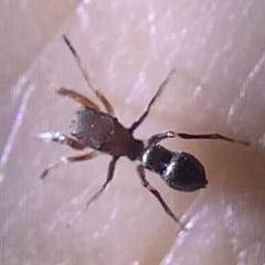 Peckhamia picata