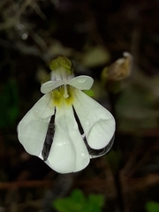 Ourisia caespitosa