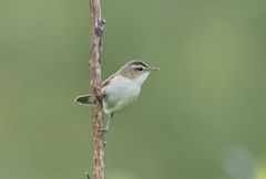 Acrocephalus bistrigiceps