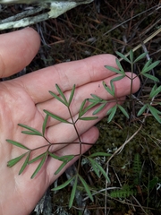 Anisotome filifolia