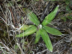 Celmisia spectabilis spectabilis