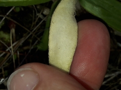 Celmisia spectabilis spectabilis