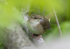 Helopsaltes ochotensis