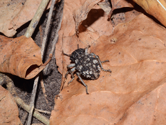Brachycerus