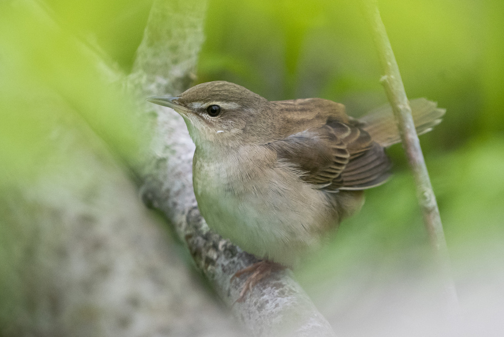Middendorff's Grasshopper Warbler photo