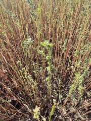 Chenopodium ficifolium