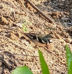 Dendronanthus indicus