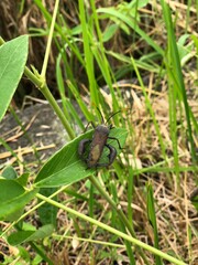 Anoplocnemis phasianus