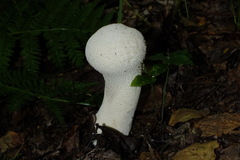 Lycoperdon excipuliforme