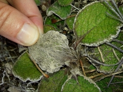 Brachyglottis lagopus