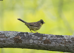 Emberiza personata