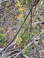 Pimelea curviflora