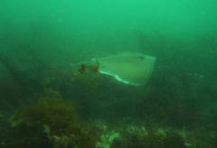 Hemitrygon fluviorum