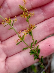 Pimelea curviflora