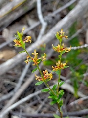 Pimelea curviflora