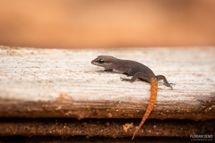 Saurodactylus brosseti