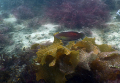 Austrolabrus maculatus