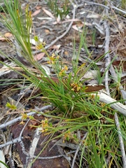 Pimelea curviflora