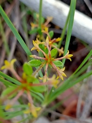 Pimelea curviflora