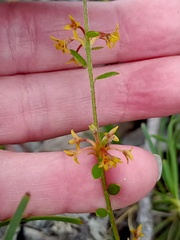 Pimelea curviflora