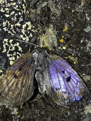 Lycaena tama