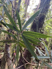 Nestegis cunninghamii