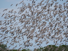 Calidris tenuirostris