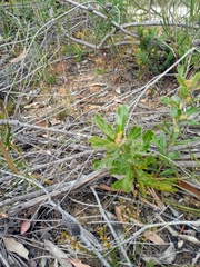 Pimelea curviflora