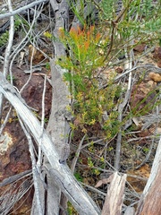 Pimelea curviflora