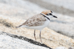 Charadrius peronii